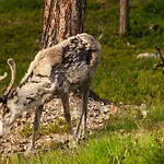 Luxurious Rakka Suites, Yllaes * Äkäslompolo