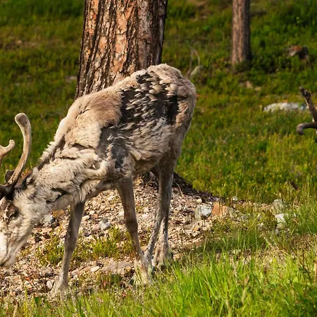Luxurious Rakka Suites, Yllaes * Äkäslompolo