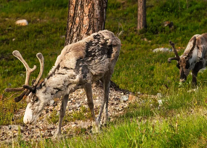 Luxurious Rakka Suites, Yllaes * Äkäslompolo